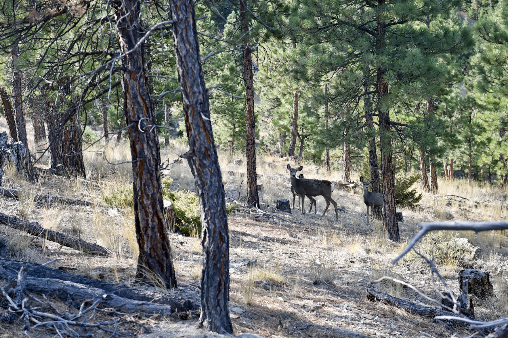 A group of mule deer